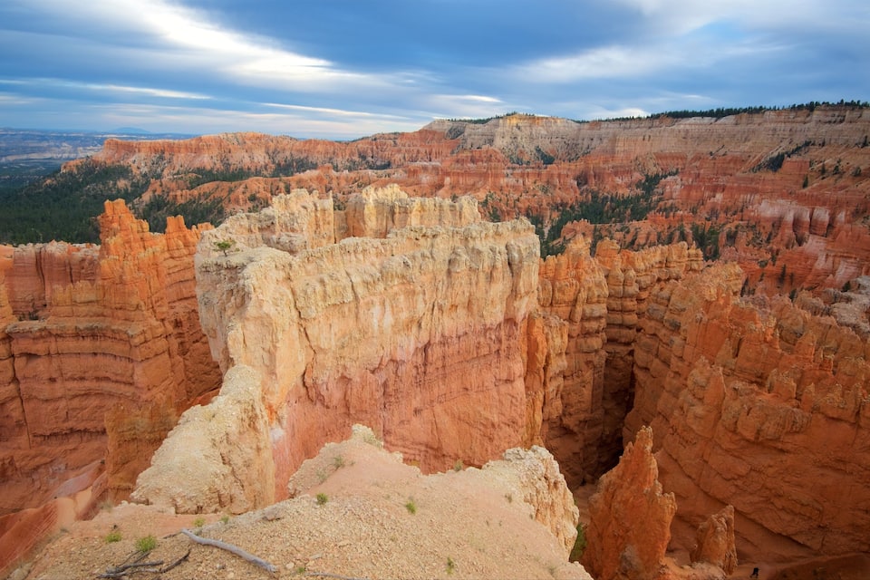 A canyon with layered rock formations and a small tree on a cliff edge.