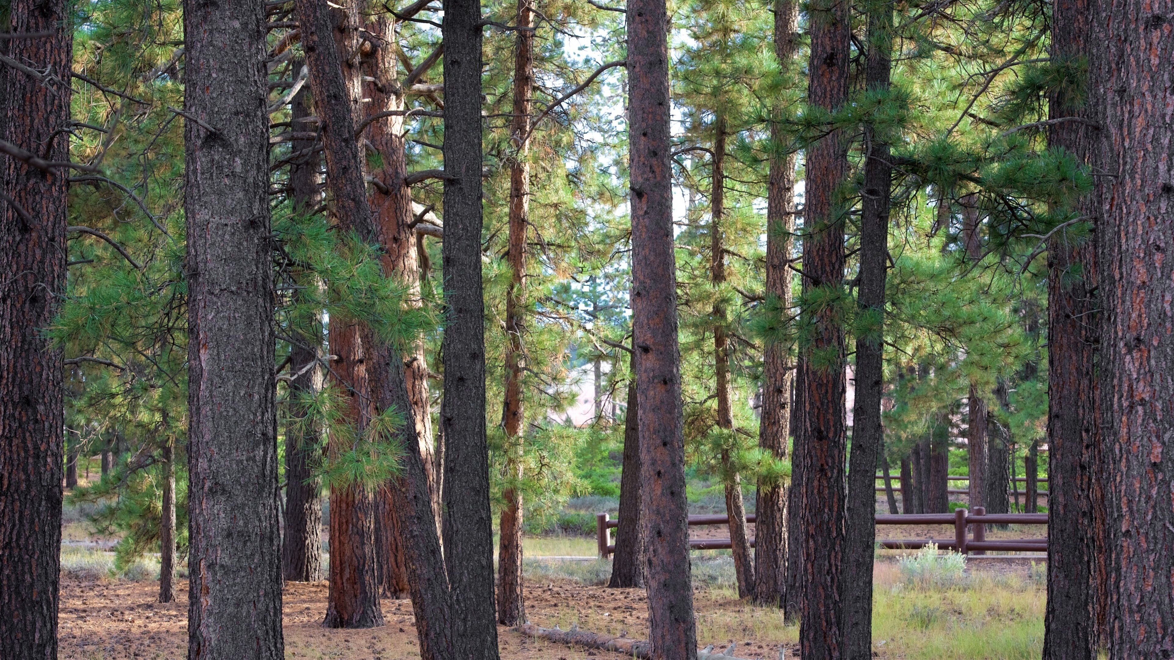 Sunset Point featuring forests