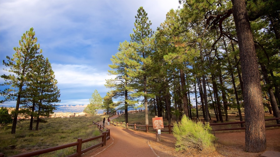 Sunset Point which includes tranquil scenes and forests