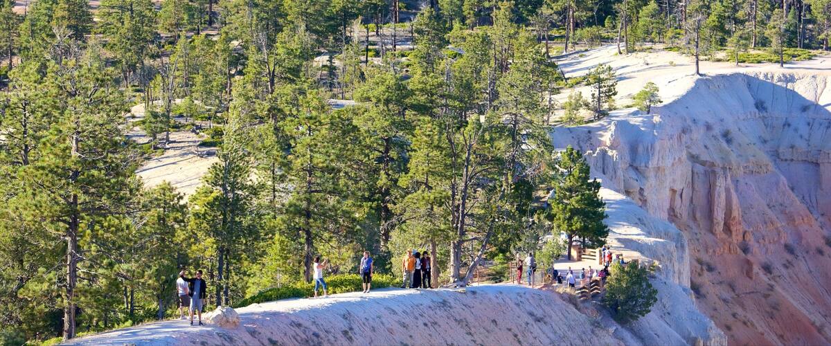 Inspiration Point showing tranquil scenes, a gorge or canyon and forest scenes