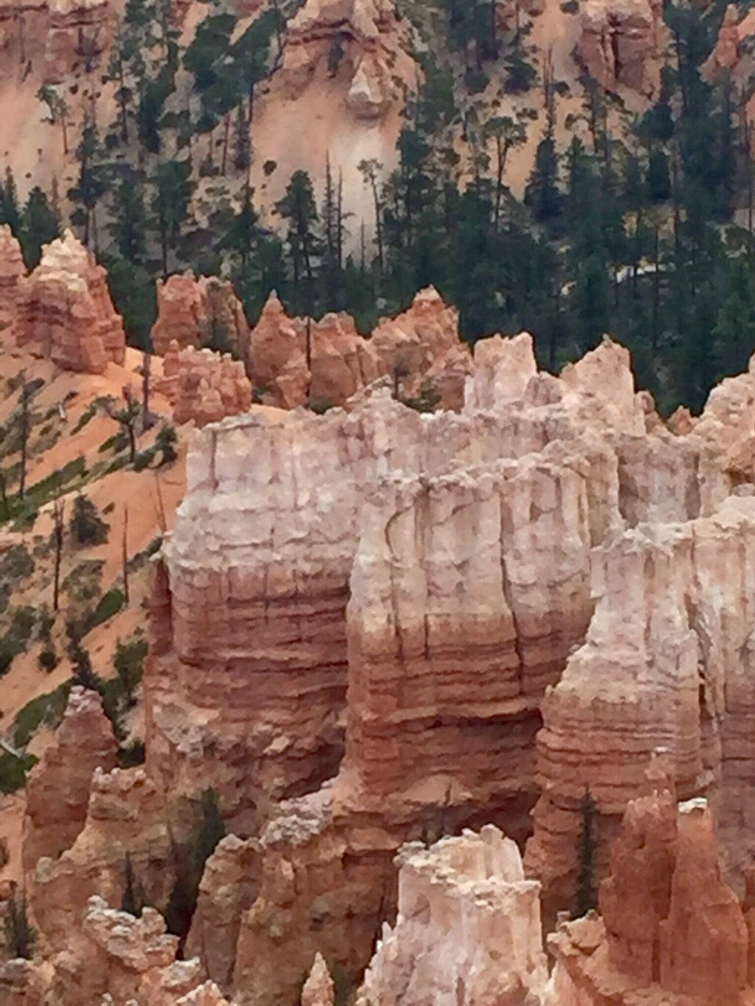 Who did this beautiful job?