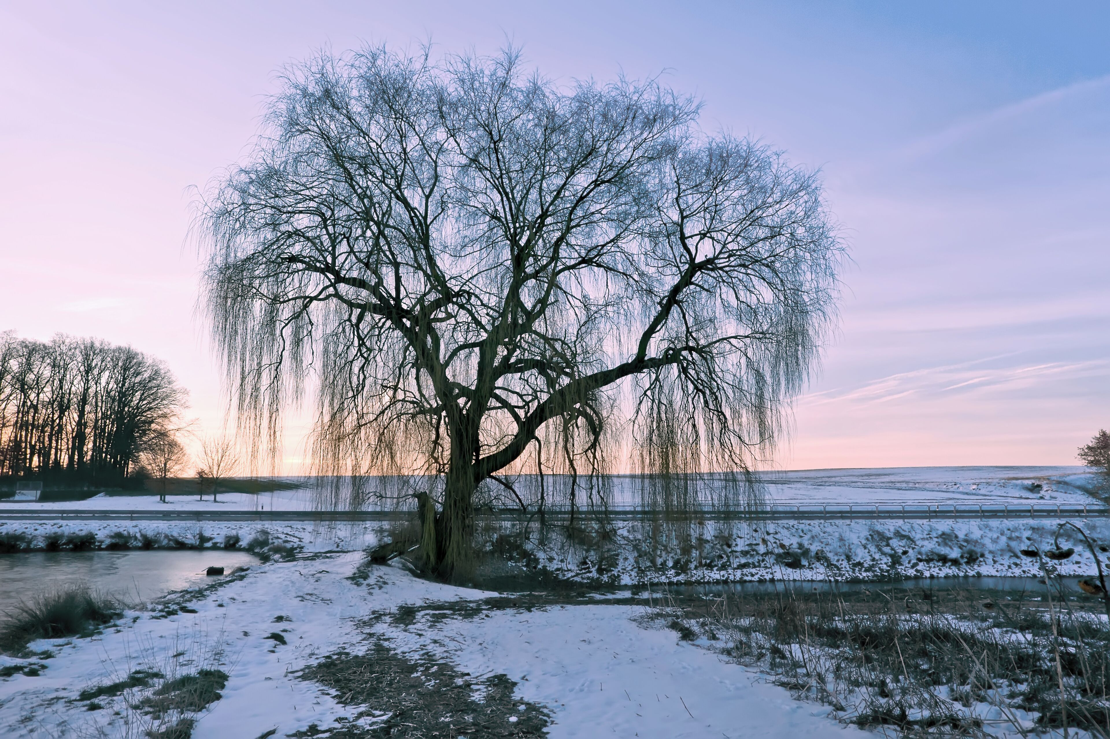 A large weeping willow tree by a snow-covered field with a lake in the background.
