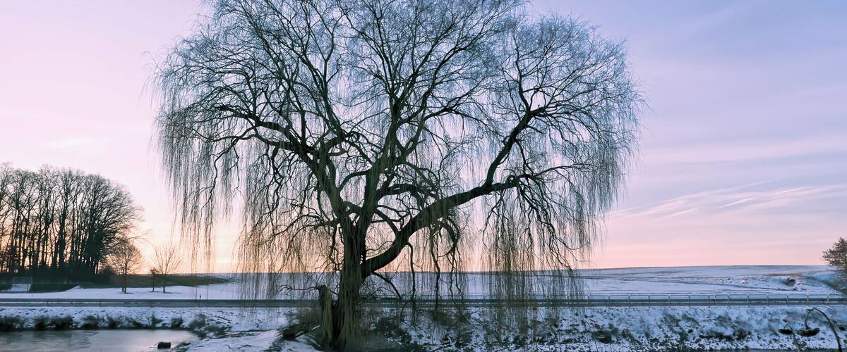 A large weeping willow tree by a snow-covered field with a lake in the background.