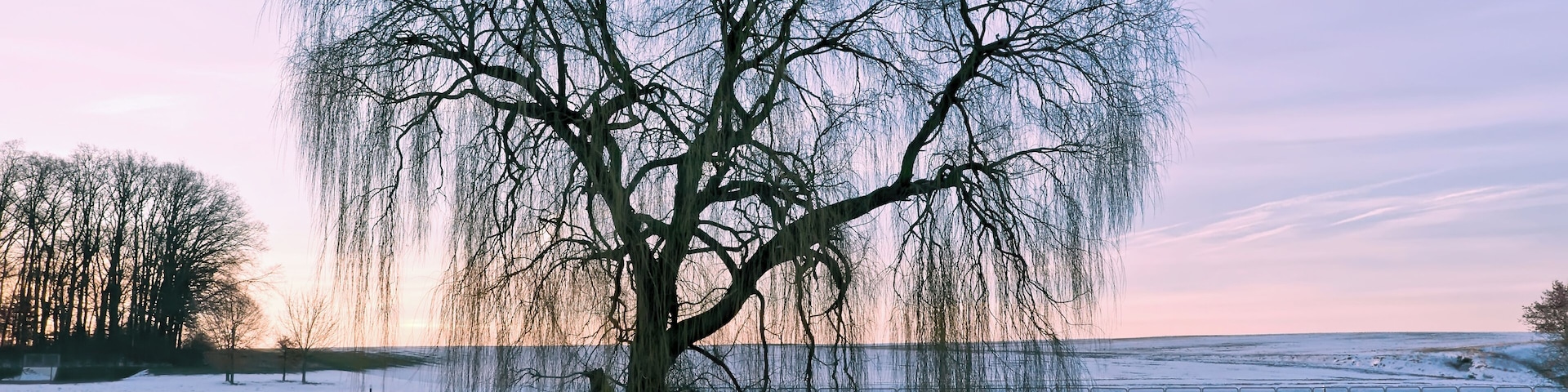 A large weeping willow tree by a snow-covered field with a lake in the background.