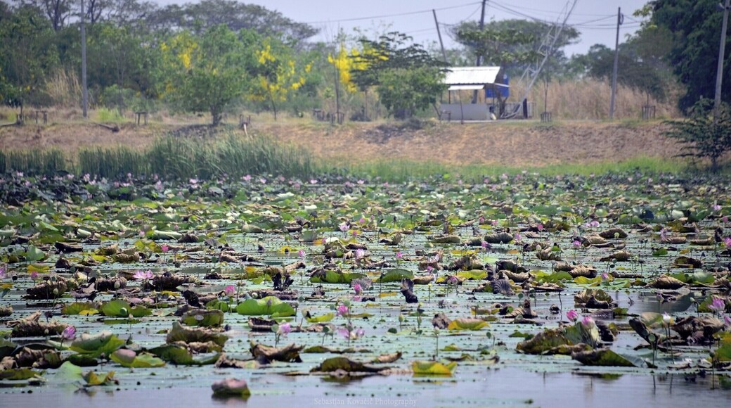 #NakhonSawan #BuengBoraphet
#Thailand #Backpacking #TravelPhotography
See you also on Instagram: ExploreWithSeba