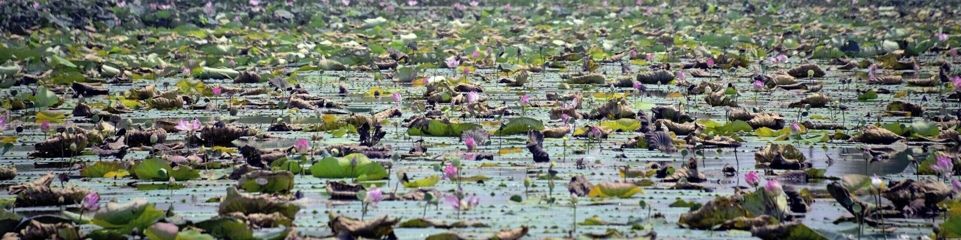 #NakhonSawan #BuengBoraphet
#Thailand #Backpacking #TravelPhotography
See you also on Instagram: ExploreWithSeba