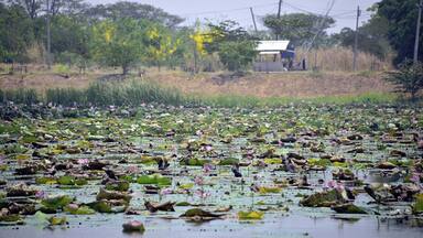 #NakhonSawan #BuengBoraphet
#Thailand #Backpacking #TravelPhotography
See you also on Instagram: ExploreWithSeba
