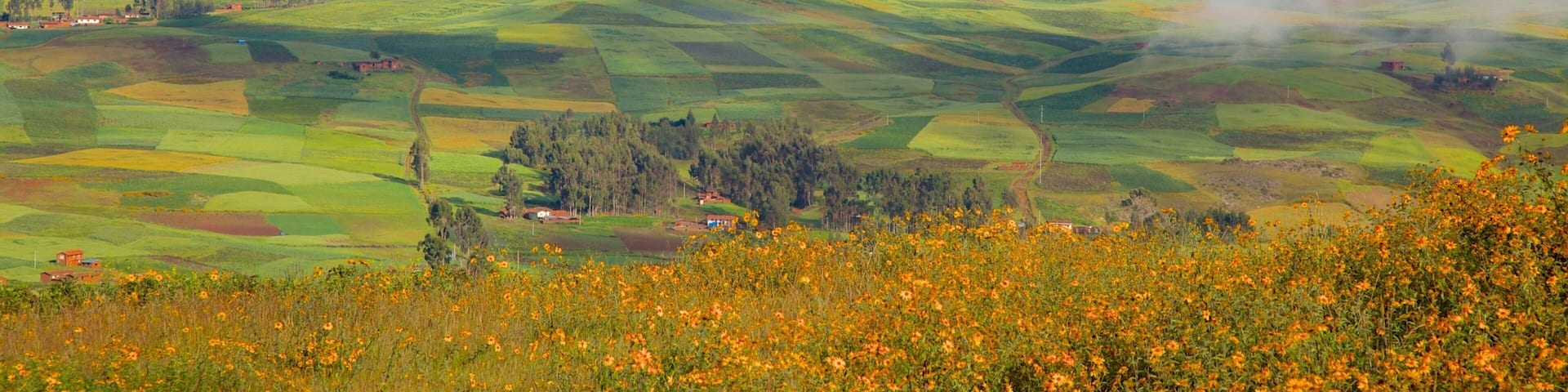 Cusco showing tranquil scenes, wildflowers and landscape views