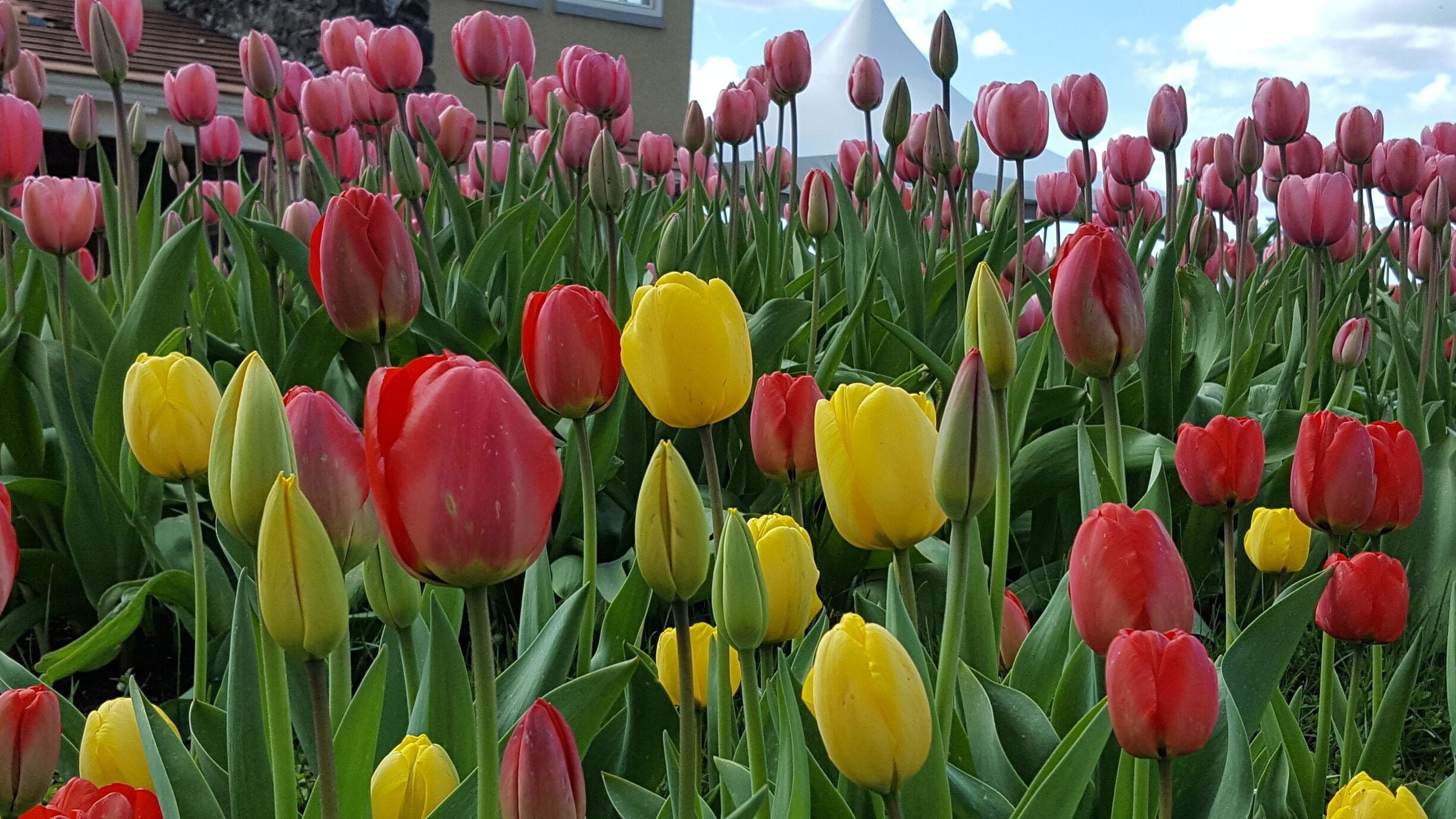 Tulip Festival  #SpringFun