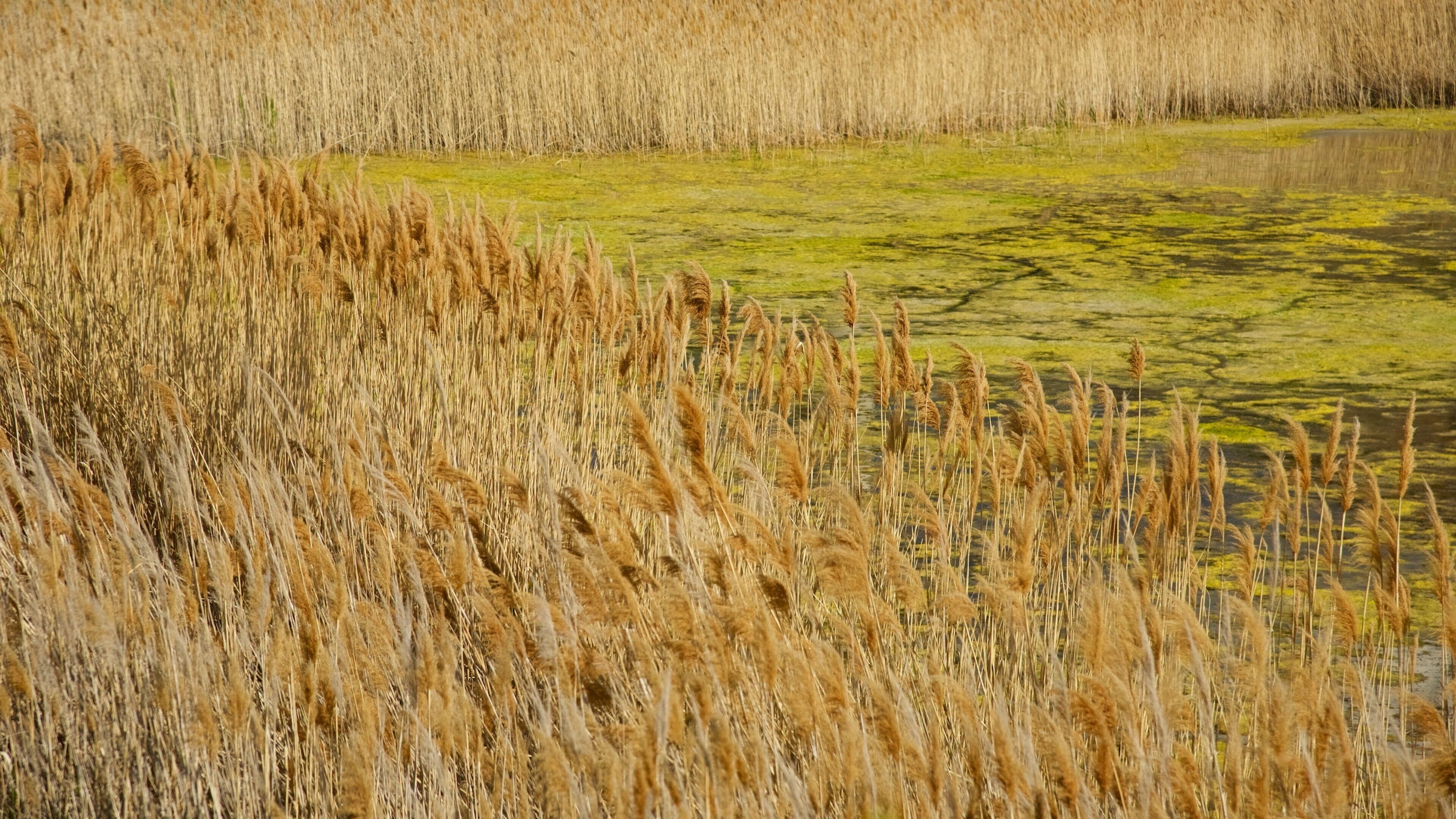 Great Salt Lake State Park showing tranquil scenes