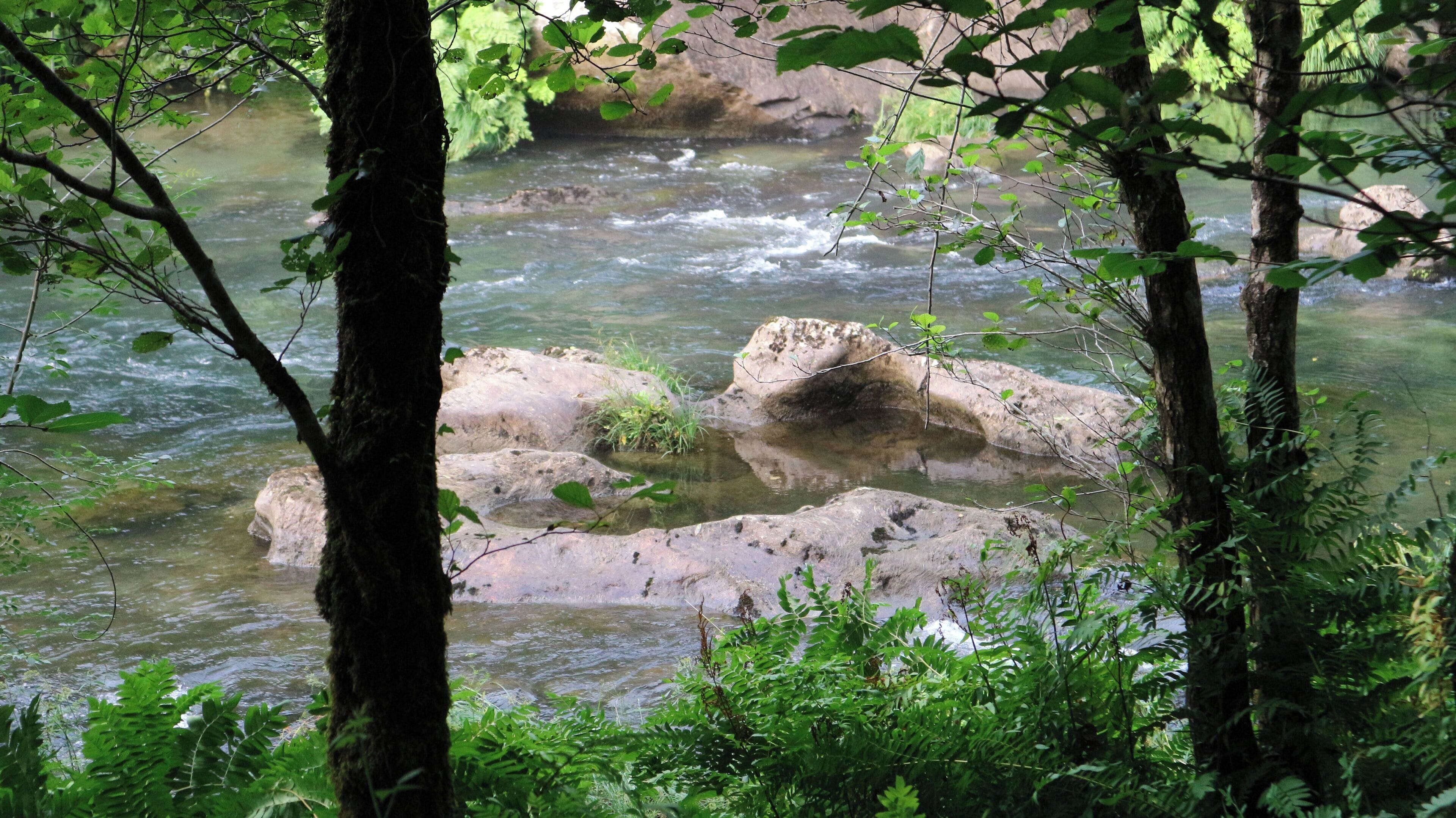 A river flowing through a forest with rocks and trees.