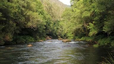 A river flowing through a dense forest with rocky banks and lush greenery.