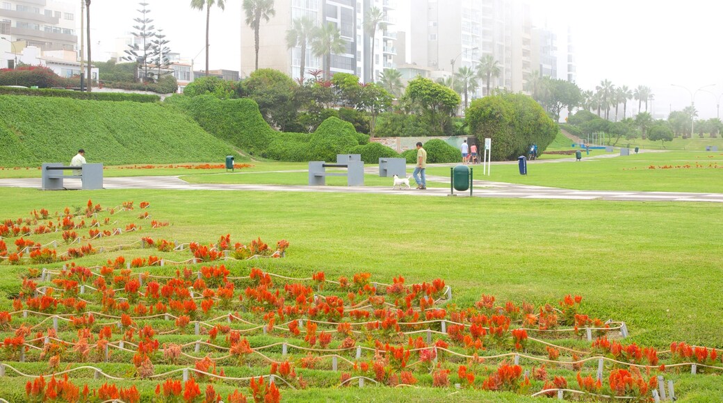 Lima featuring flowers and a park