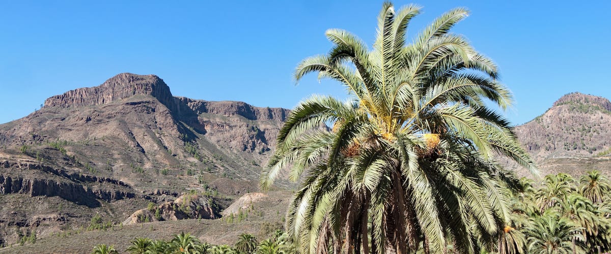 Phoenix canariensis Chabaud (1882), nom. cons. prop., Canary Island Date Palm; Eco Finca Molino de Agua, Fataga, Gran Canaria, Canary Islands, Spain.
