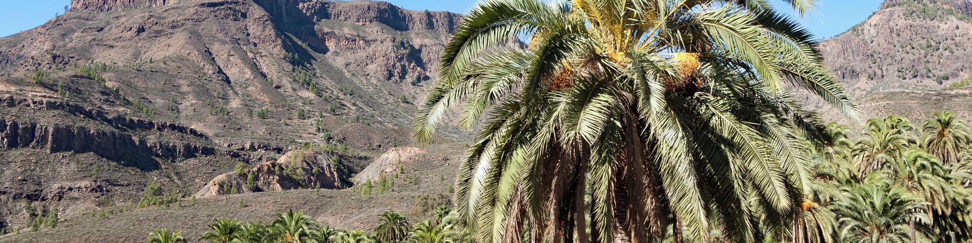 Phoenix canariensis Chabaud (1882), nom. cons. prop., Canary Island Date Palm; Eco Finca Molino de Agua, Fataga, Gran Canaria, Canary Islands, Spain.