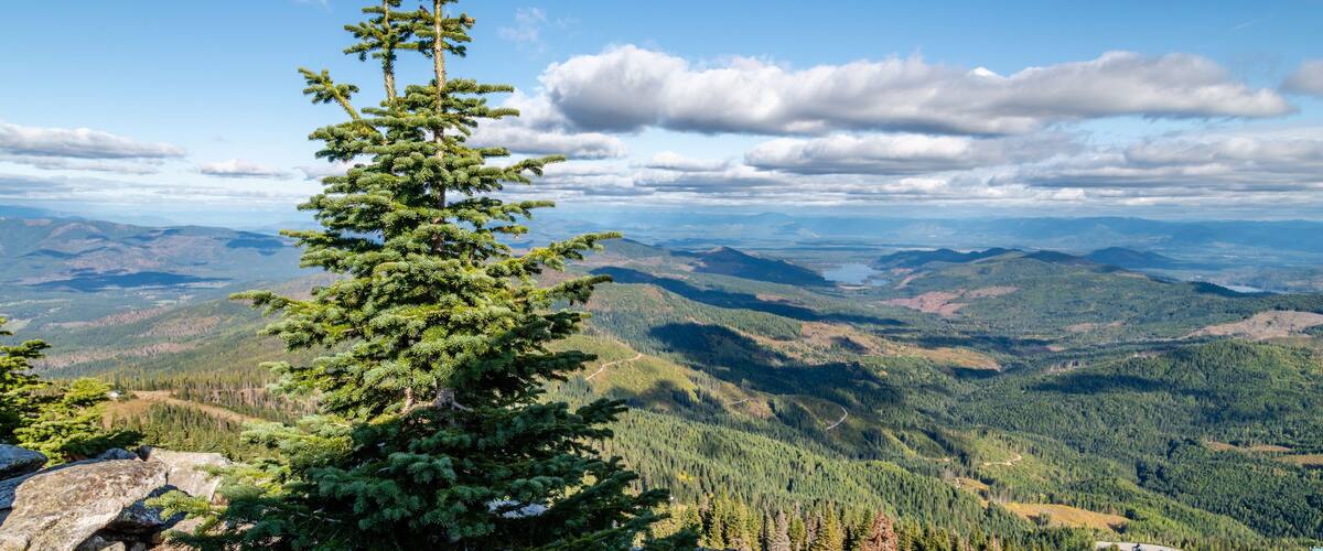 A coniferous tree on rocky terrain with a panoramic view of forested mountains and valleys.