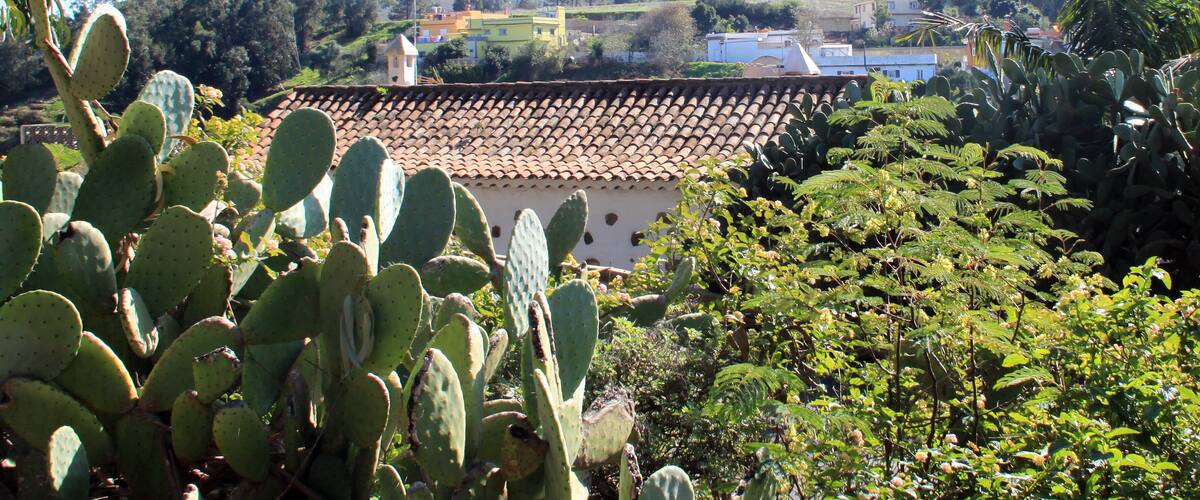 A rural landscape with a house, cacti, and a mountain in the background.