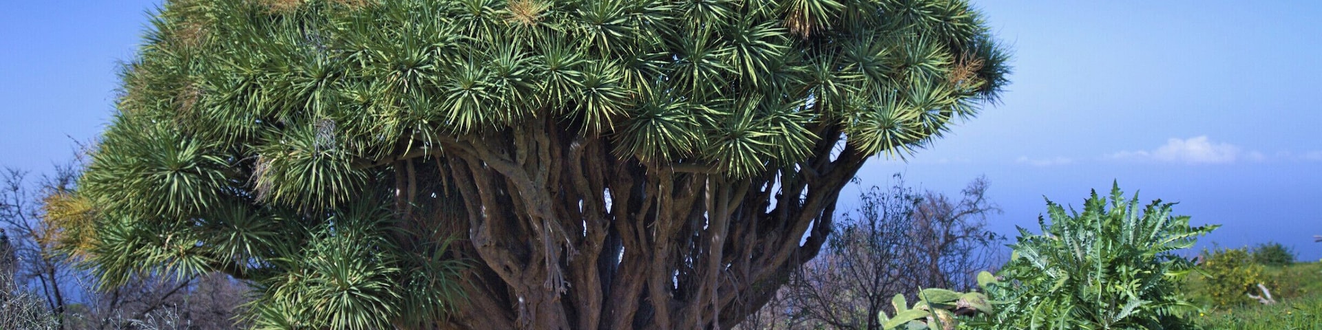 Schöne Wanderung von Las Tricias nach Buracas entlang Drachenbäumen.
Nice hike from Tricias to Buracas along Drago Trees.