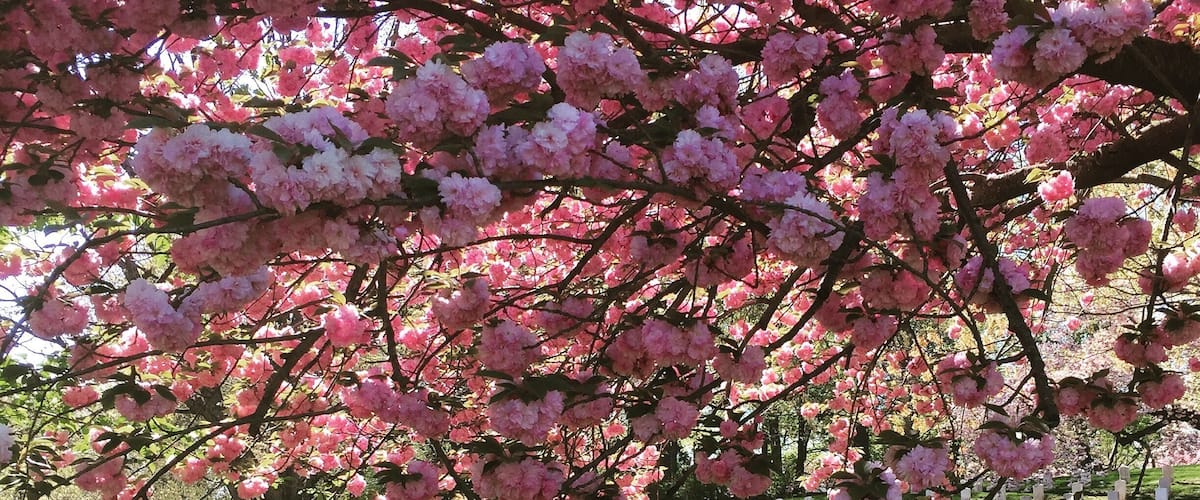 Quiet, Peaceful, Beautiful Arlington National Cemetery