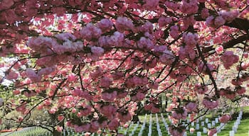 Quiet, Peaceful, Beautiful Arlington National Cemetery