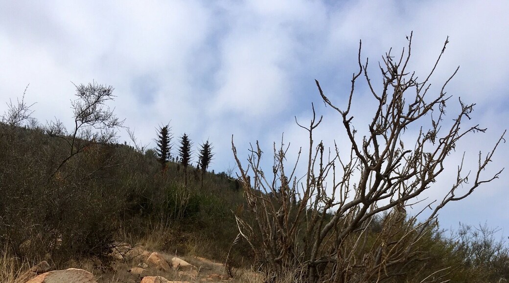 A short hike up to the top of Cerro el Mauco. Outside of Valparaiso, Chile
