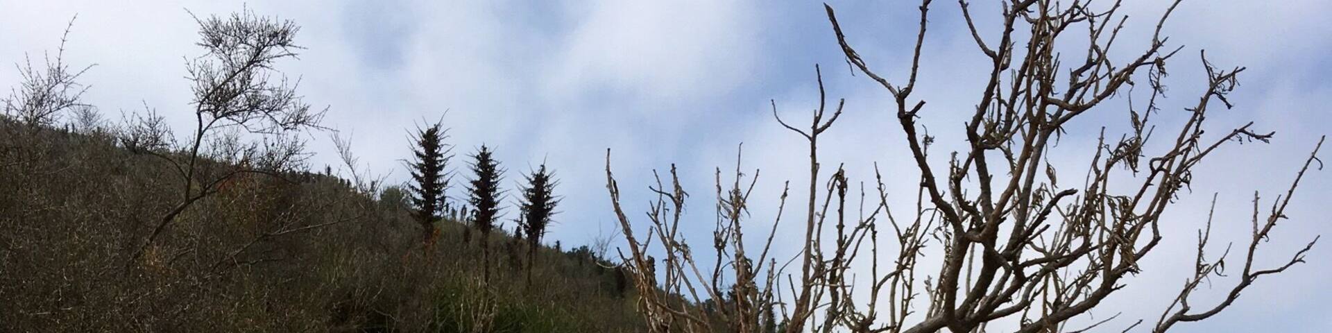 A short hike up to the top of Cerro el Mauco. Outside of Valparaiso, Chile