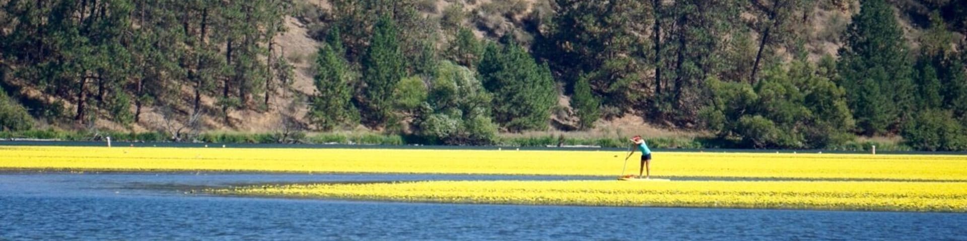 Stand Up Paddle Boarding through waterlillies. $25 for two hours can rent onsite from the office