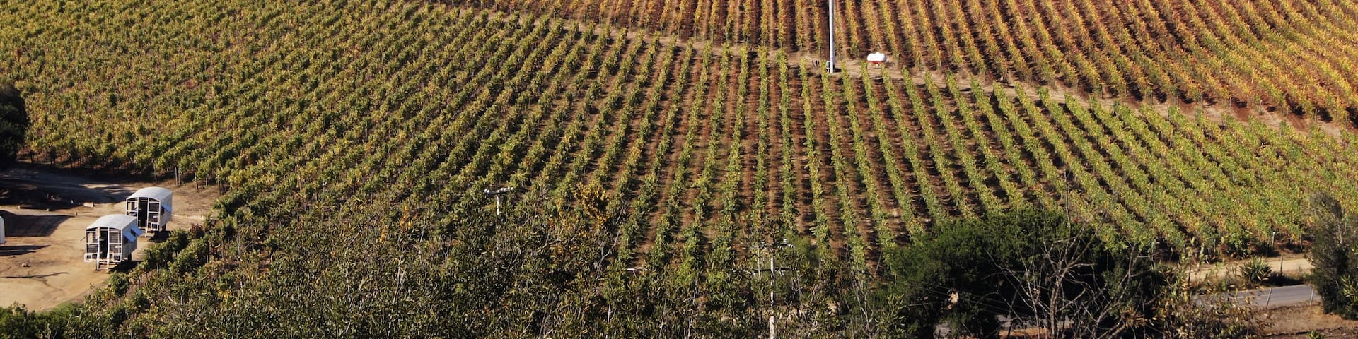 A vineyard with rows of grapevines on a hillside.