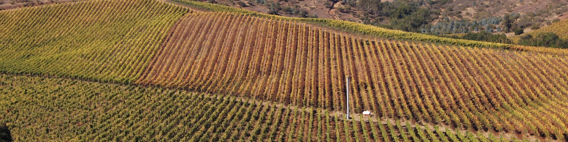Viñedo con hileras de vides en una ladera.