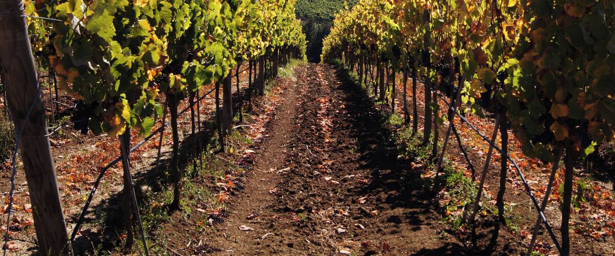 #Matetic #Winery #Vineyards #Chile #Perspectives
Estávamos em uma excursão que parou nesta vinícola. Fizemos uma prova de vinhos que tinham bastante qualidade e soubemos que a própria vinícola tem restaurante e alojamentos para quem desejar fazer um tour mais imersivo. A paisagem é muito bonita e as instalações modernas e muito bem cuidadas.
We were on a tour that stopped at this winery. We did a wine tasting which had a lot of quality and it came to our knowledge that the winery itself has a restaurant and lodgings for those wishing to do a more immersive tour. The scenery is beautiful and the facilities modern and very well maintained.