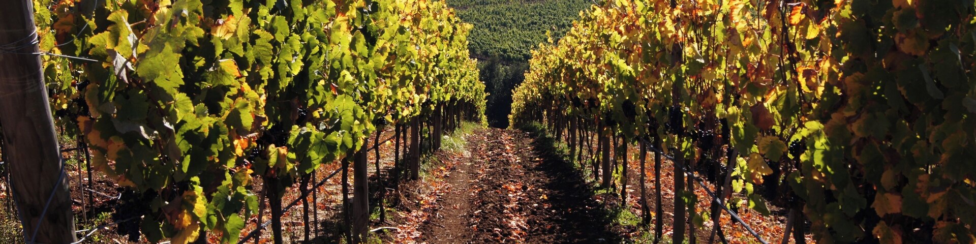 #Matetic #Winery #Vineyards #Chile #Perspectives
Estávamos em uma excursão que parou nesta vinícola. Fizemos uma prova de vinhos que tinham bastante qualidade e soubemos que a própria vinícola tem restaurante e alojamentos para quem desejar fazer um tour mais imersivo. A paisagem é muito bonita e as instalações modernas e muito bem cuidadas.
We were on a tour that stopped at this winery. We did a wine tasting which had a lot of quality and it came to our knowledge that the winery itself has a restaurant and lodgings for those wishing to do a more immersive tour. The scenery is beautiful and the facilities modern and very well maintained.