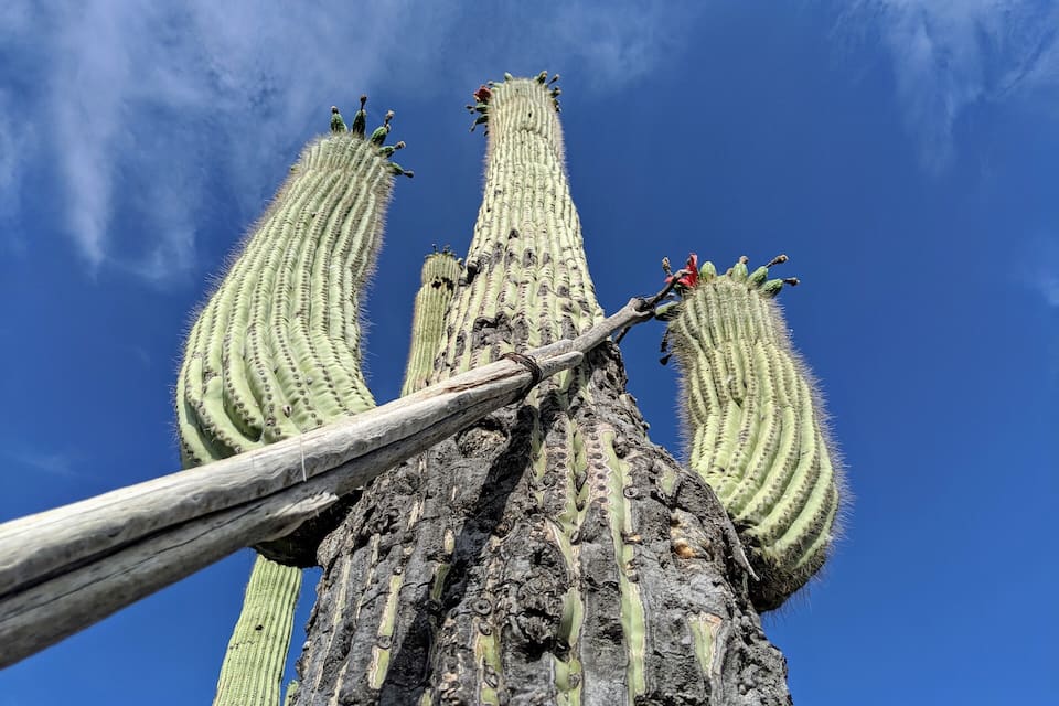 Hoge cactussen met stekels en een helderblauwe lucht.