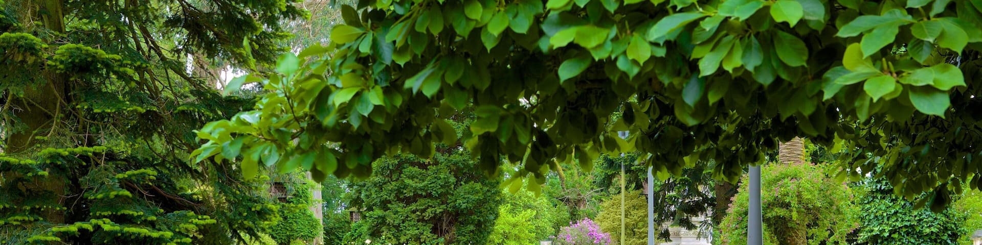 Alameda Park showing a garden