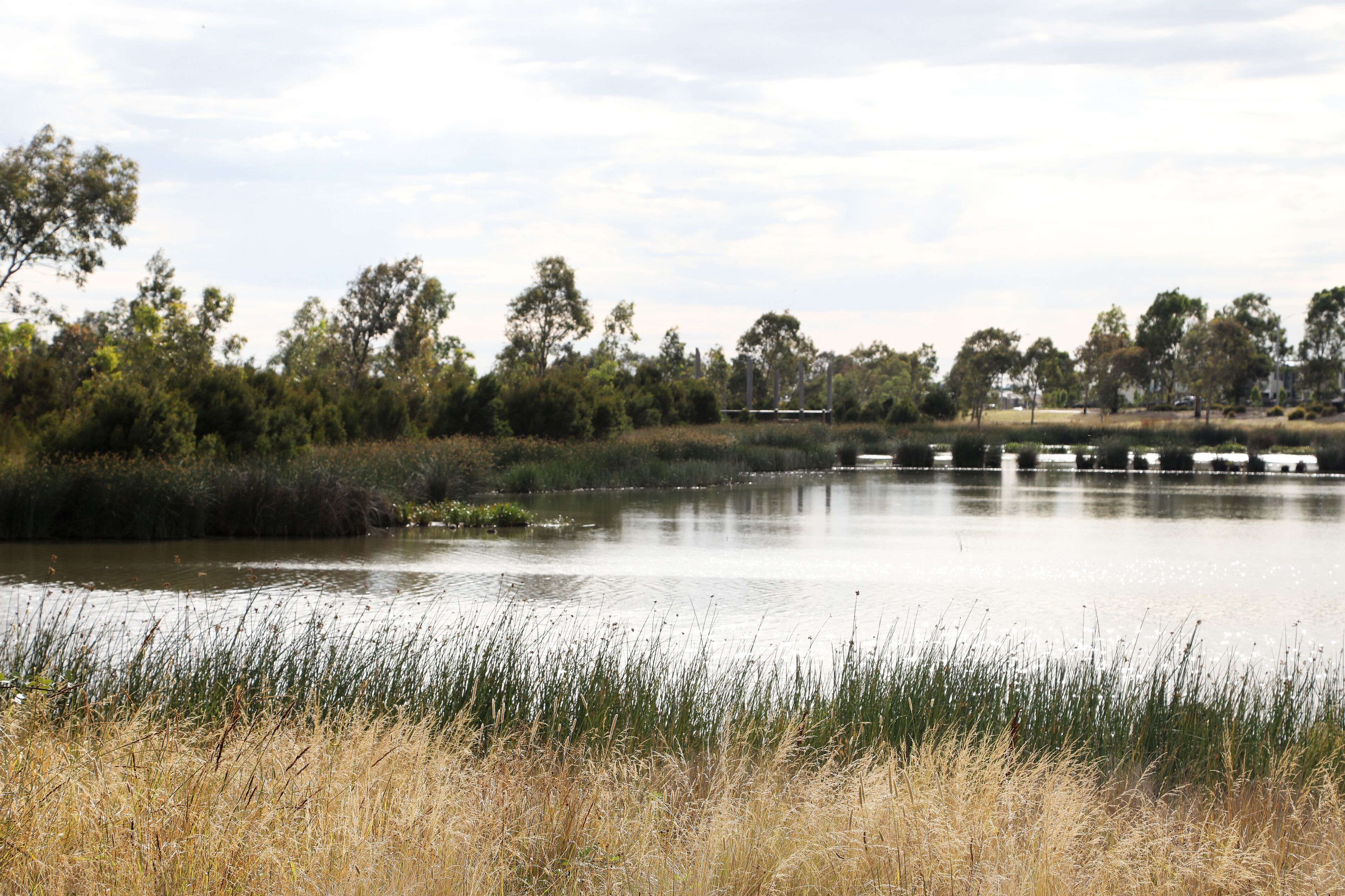 Wetlands in South East suburbs of Melbourne, Victoria, Australia showing trees, gardens, lake