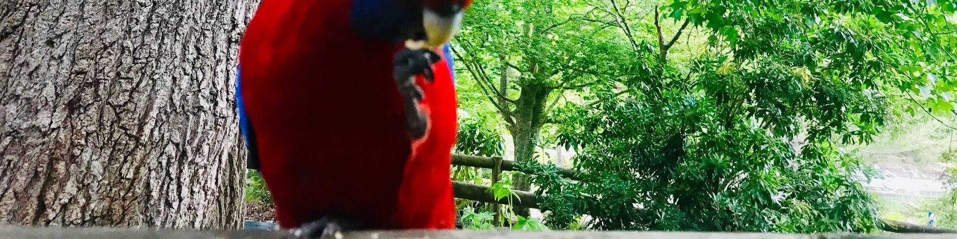 A red parrot perched on a tree branch.