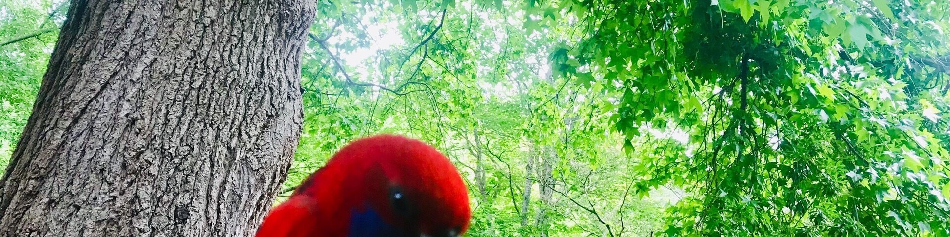 Un guacamayo rojo posado en una rama.