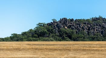 Une grande colline couverte d’une forêt dense, avec un champ d’herbes sèches au premier plan.