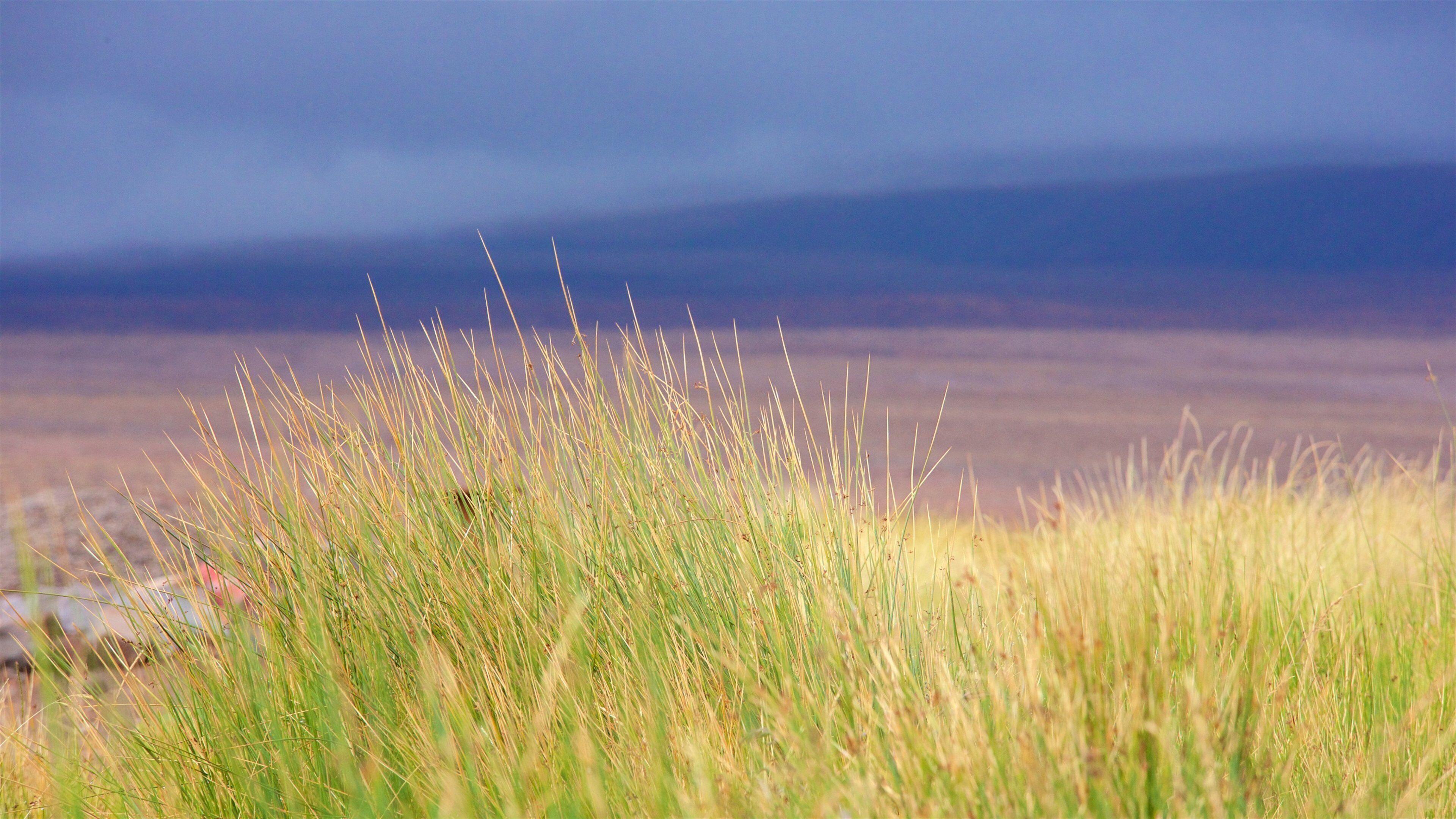 Antofagasta Region featuring tranquil scenes