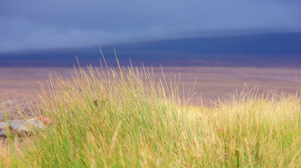 Antofagasta Region featuring tranquil scenes