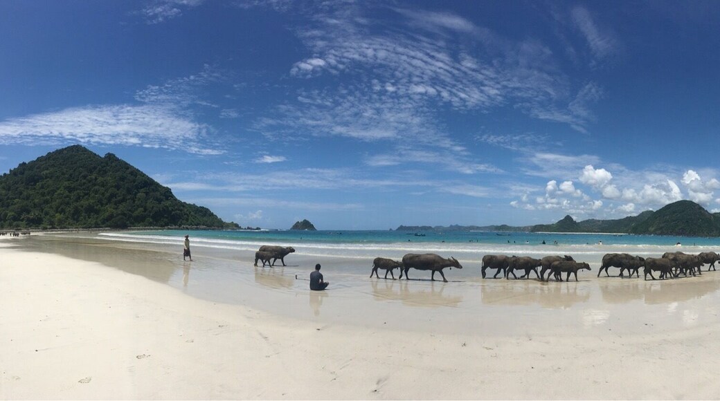 Surfing session, small waves and a beautiful beach