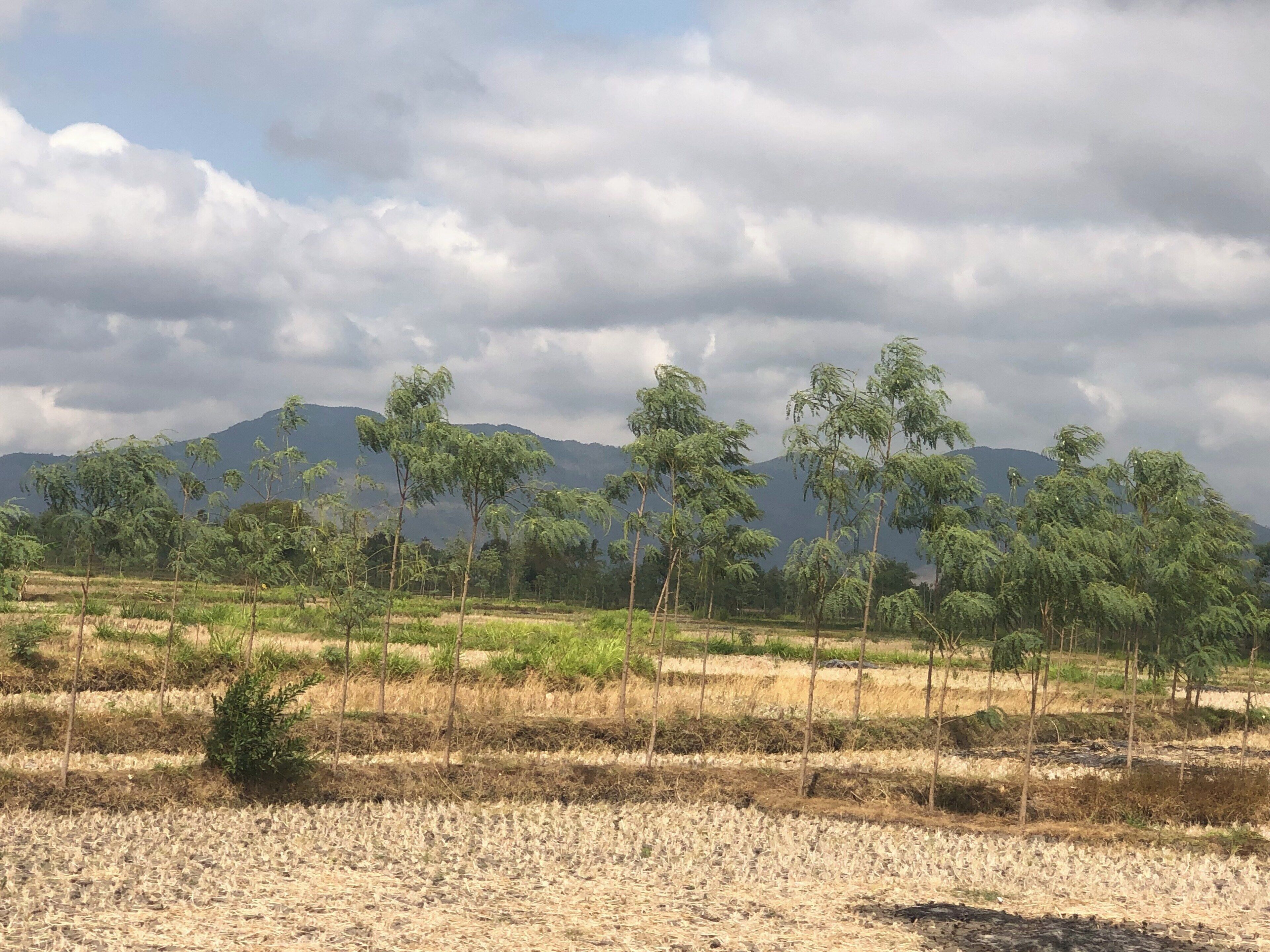 Driving past some of the mountain sides on my way to Senggigi! I have visited during the time of a big drought, still beautiful ❤️