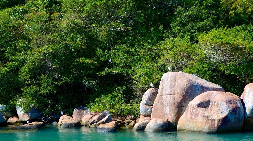 Playa Barra da Lagoa que incluye litoral accidentado