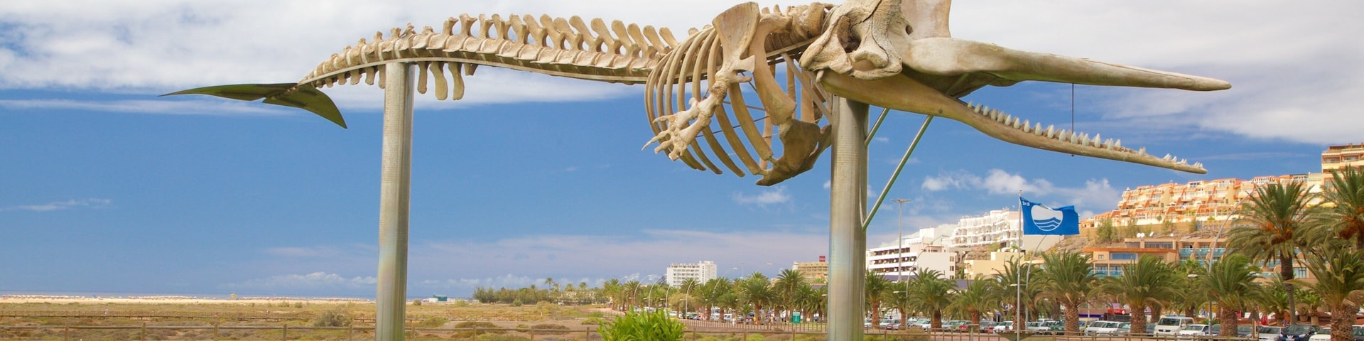 Jandia Beach featuring a park