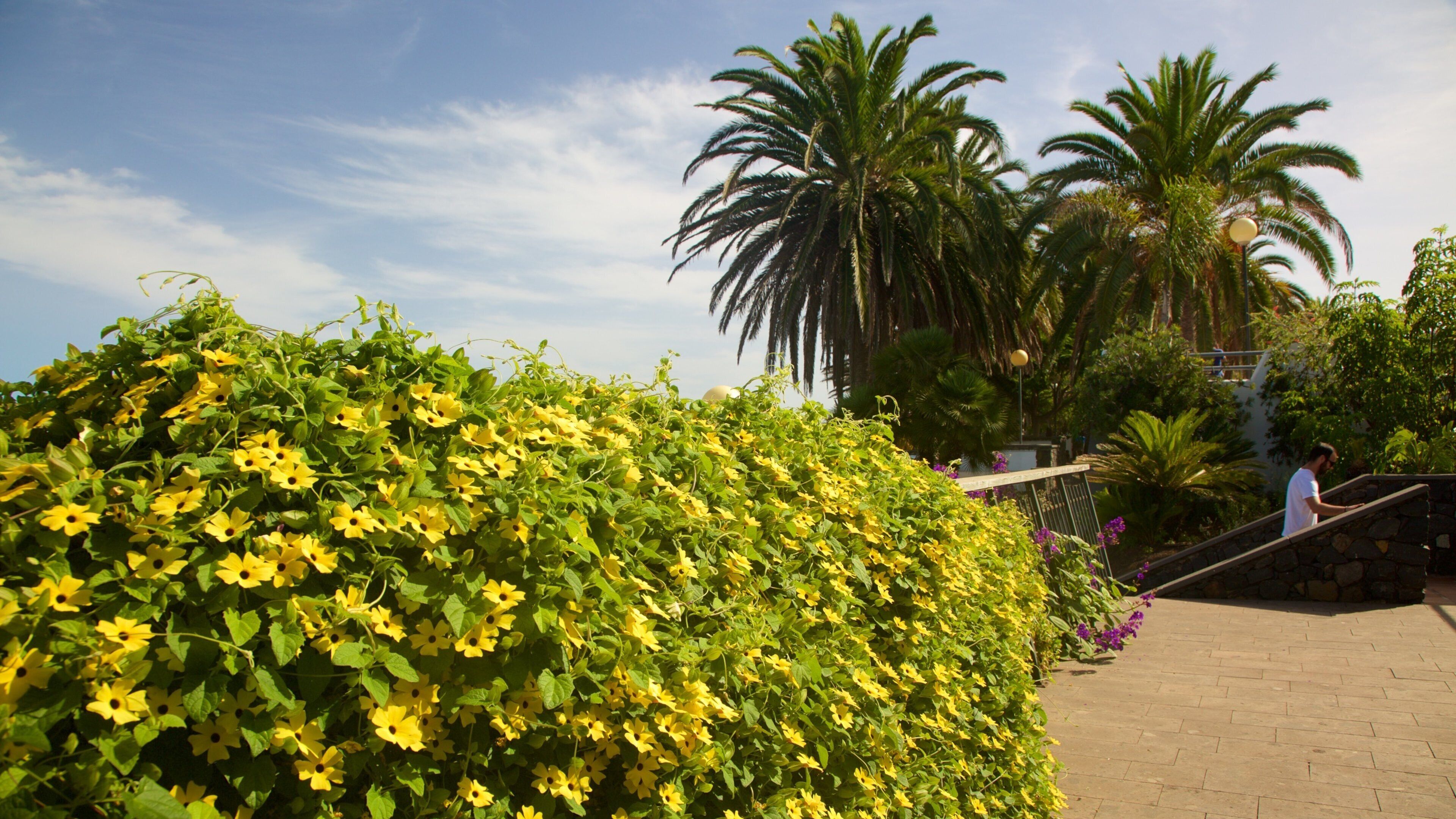 Sauzal featuring flowers and a garden
