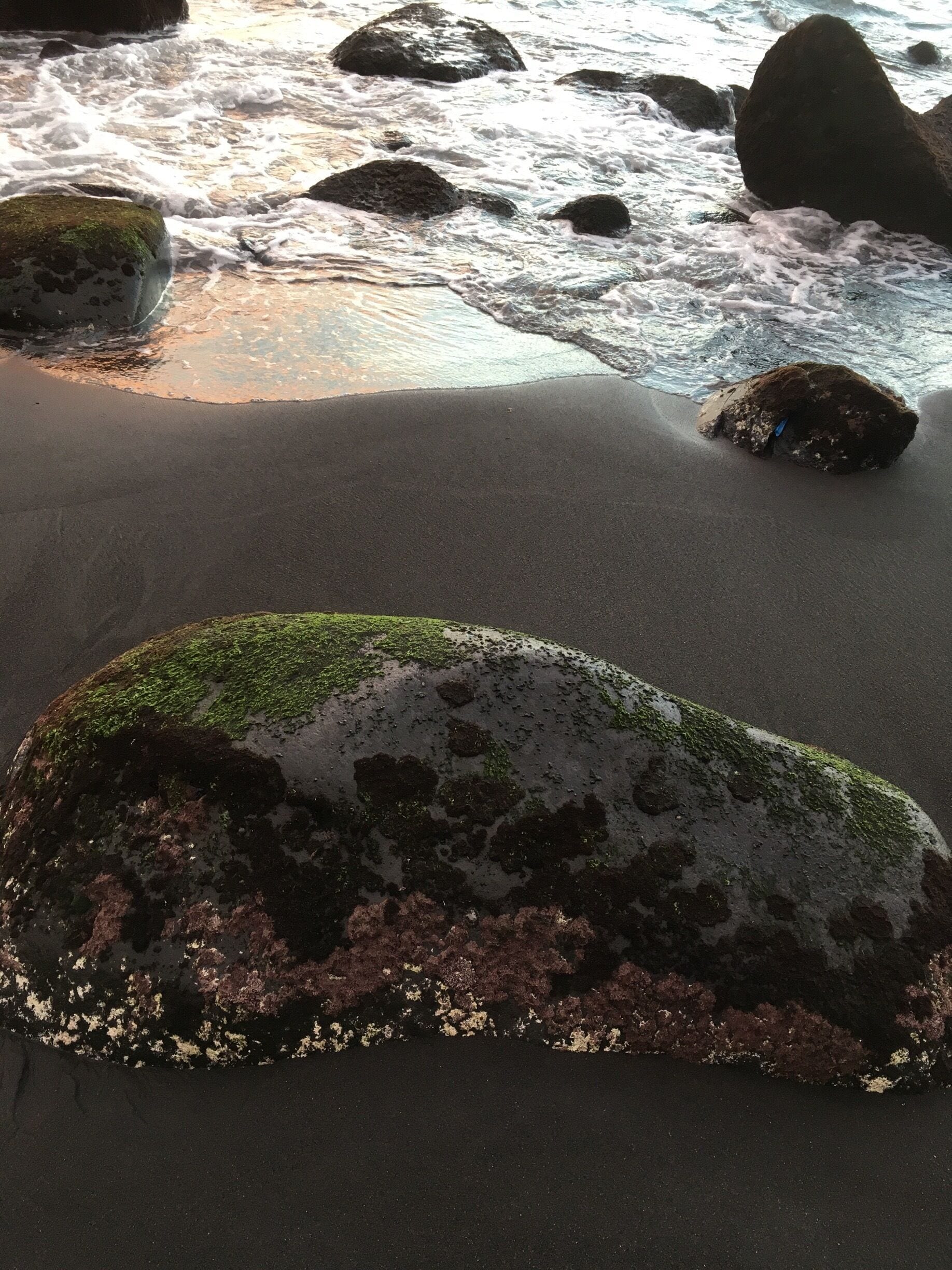 Beautifully colourful rock found at low tide :)