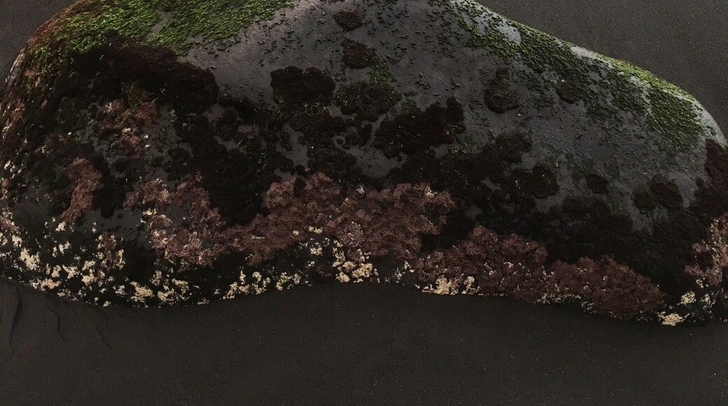 Beautifully colourful rock found at low tide :)