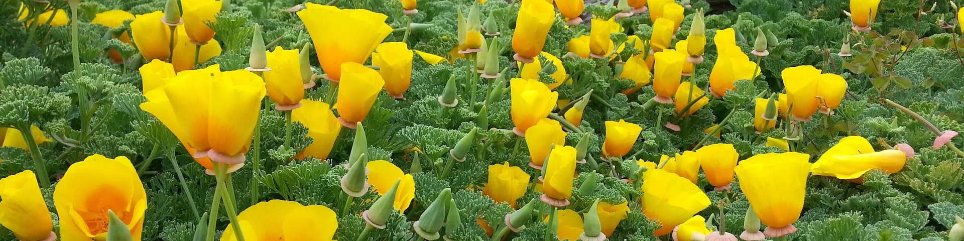 Coastal California Poppy