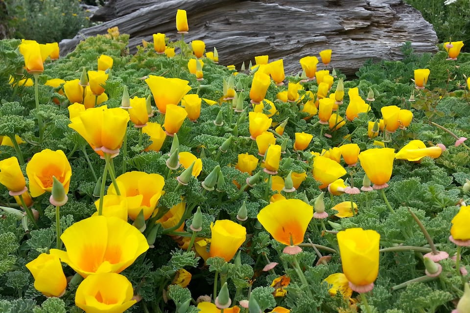 A field of bright yellow poppies amidst green foliage, with a large fallen log in the background.
