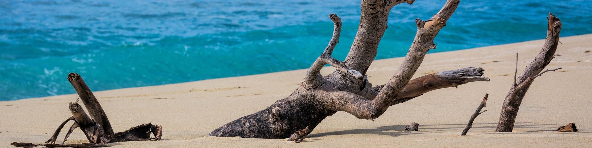 Sand-covered driftwood on Pescadero Beach, Baja California, Mexico