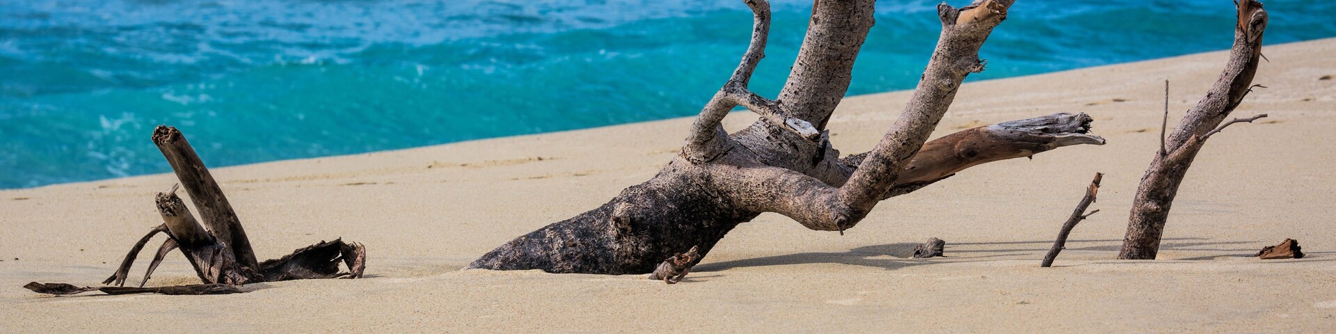 Sand-covered driftwood on Pescadero Beach, Baja California, Mexico